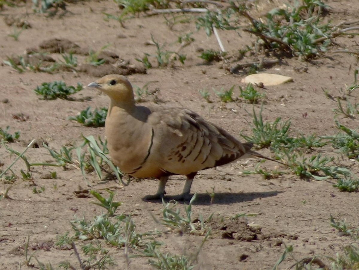 Chestnut-bellied Sandgrouse (African) - ML614407508