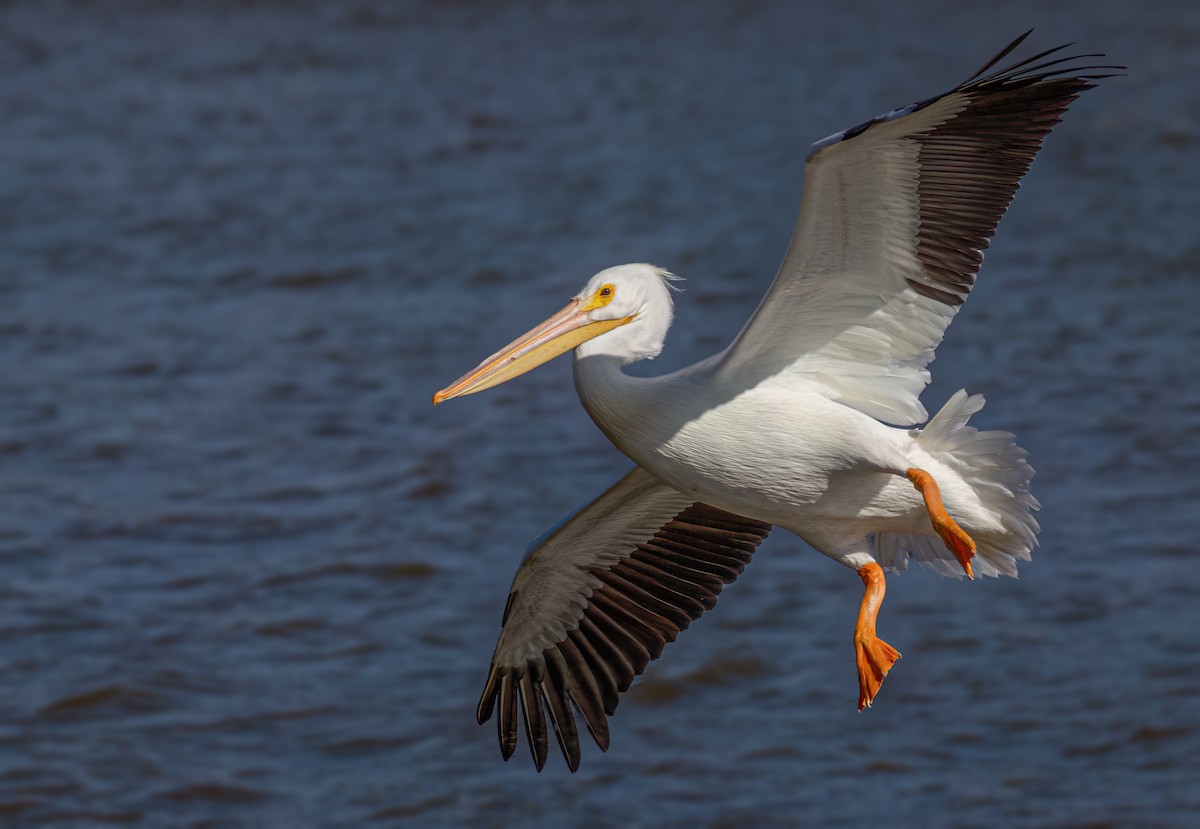 American White Pelican - Mark Moeller