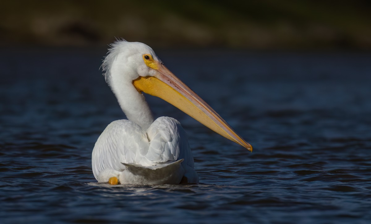 American White Pelican - Mark Moeller