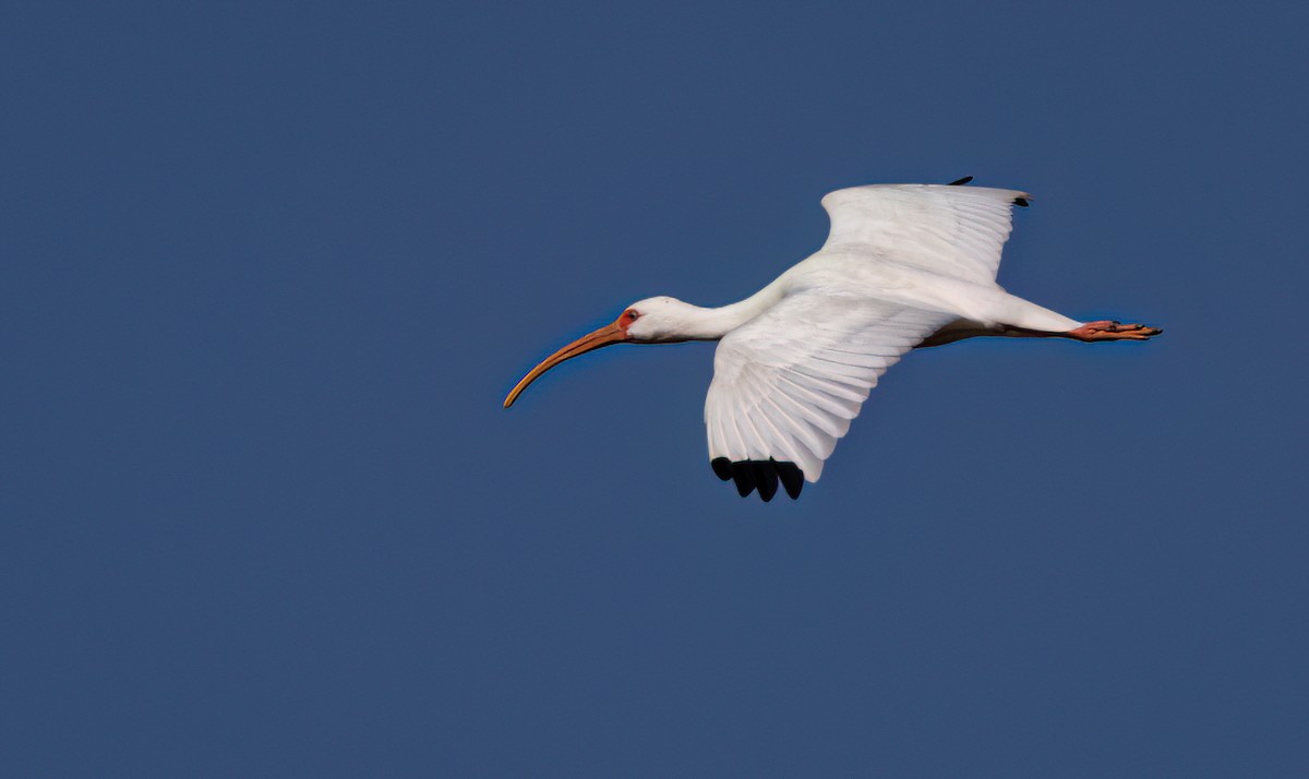 White Ibis - Mark Moeller