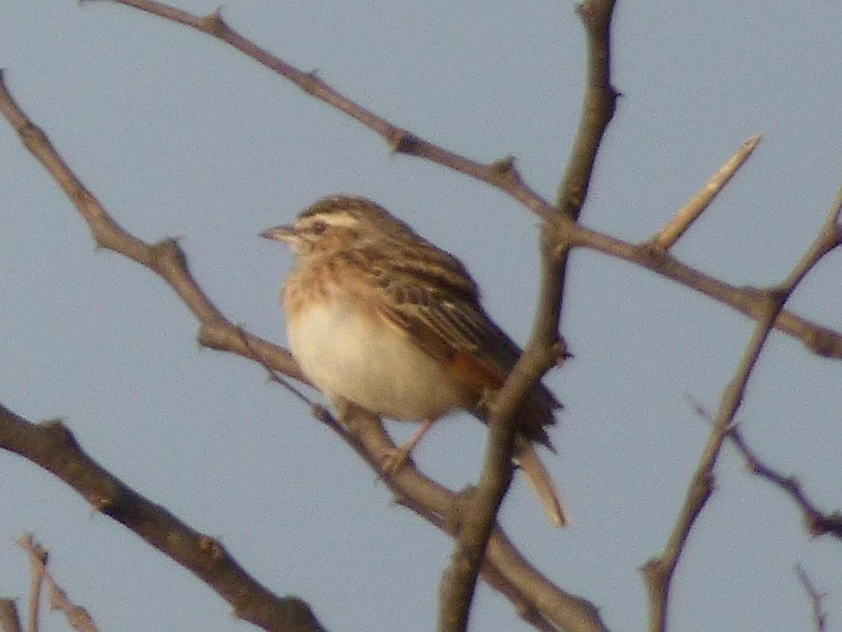 Fawn-colored Lark (Foxy) - ML614407629