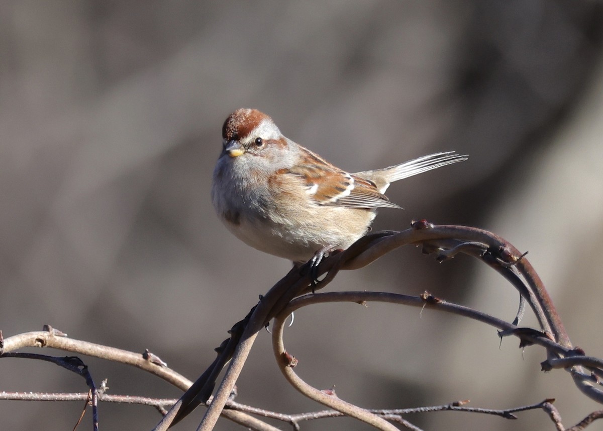 American Tree Sparrow - Betsy Staples