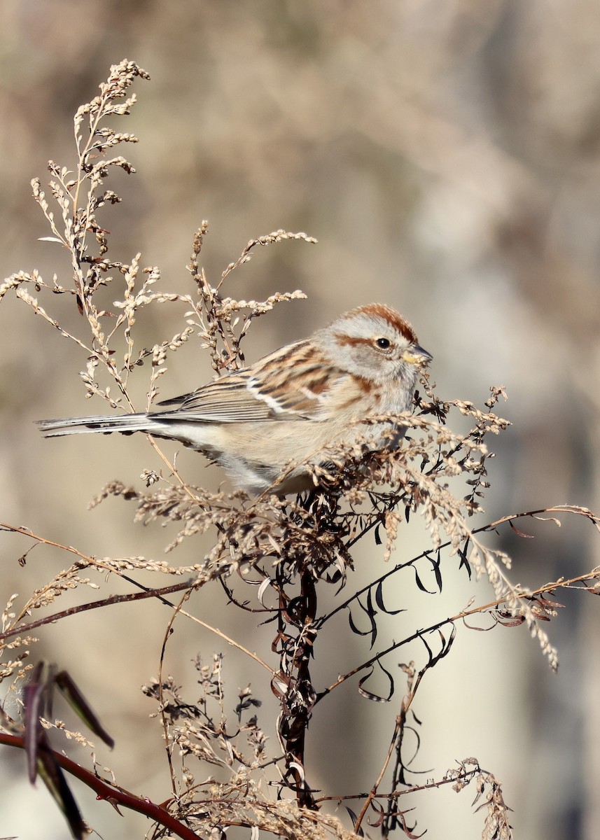 American Tree Sparrow - Betsy Staples