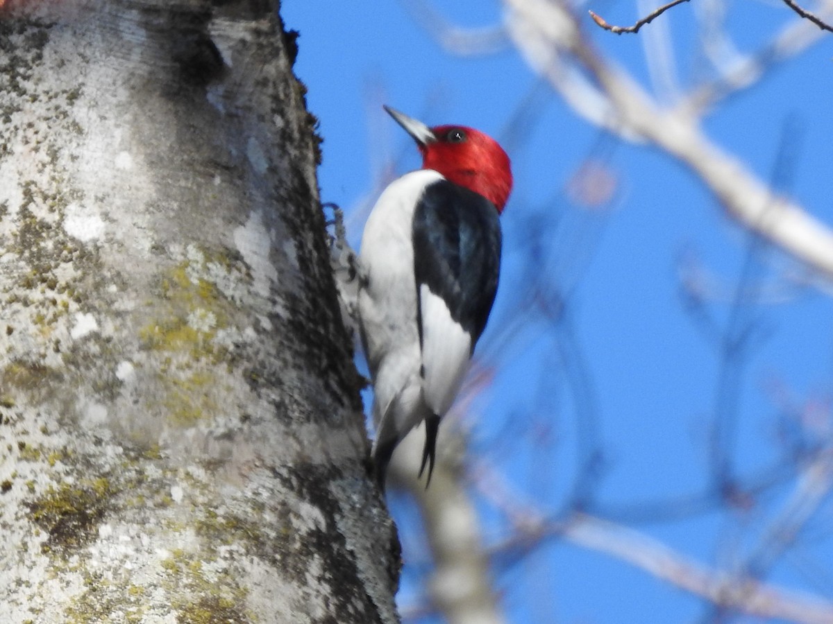 Red-headed Woodpecker - ML614407777