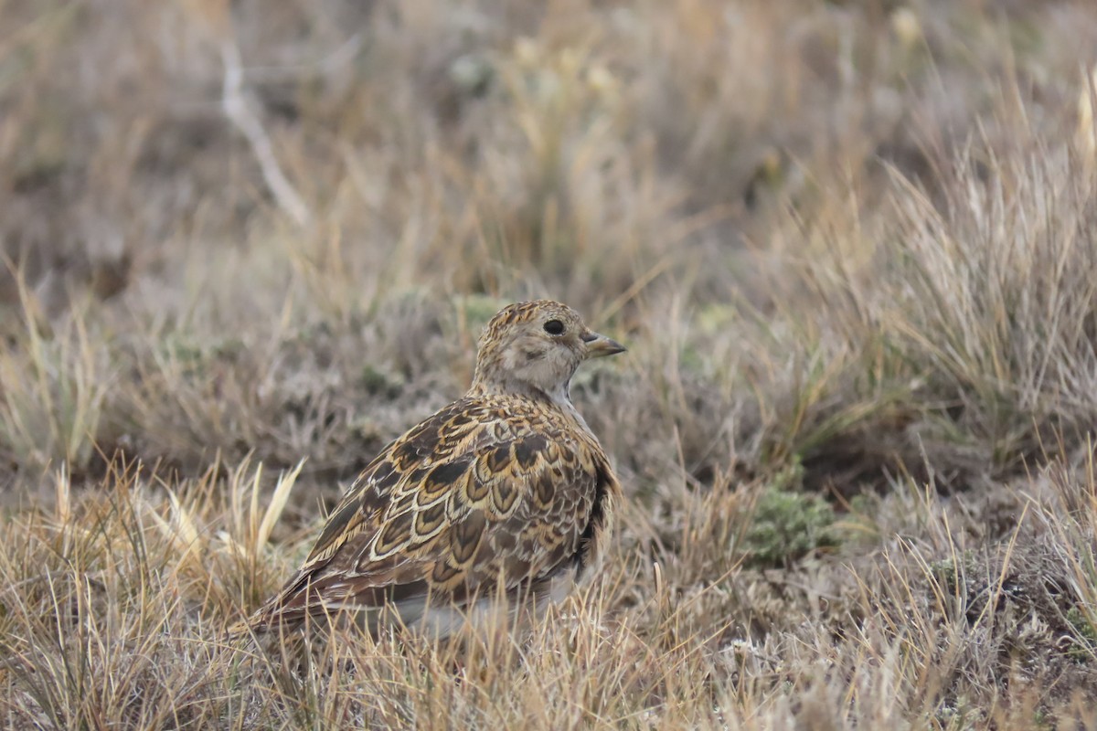 Least Seedsnipe - ML614407788