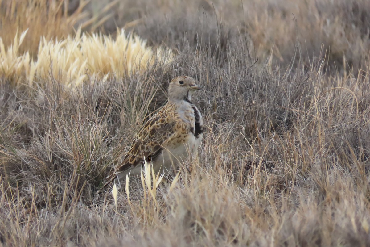 Least Seedsnipe - Lior Dor