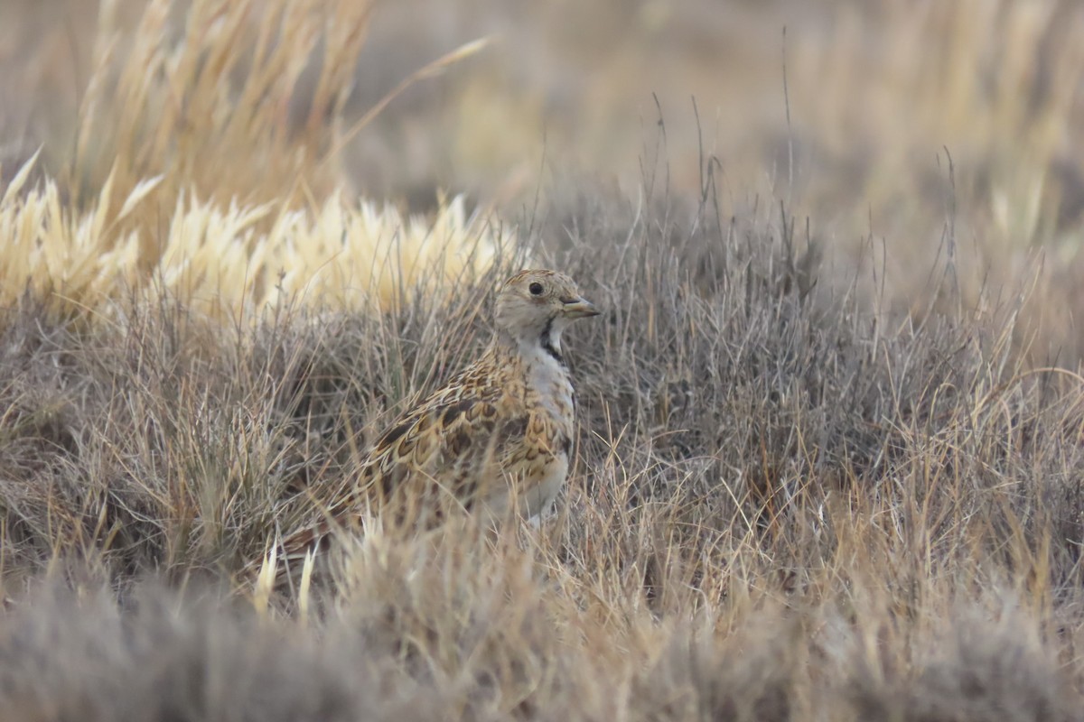 Least Seedsnipe - ML614407793