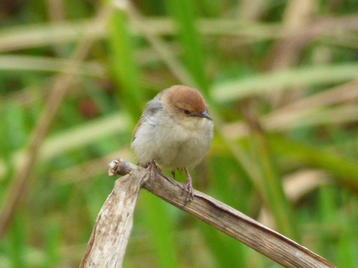 Churring Cisticola - ML614407857