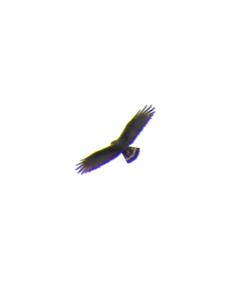 Zone-tailed Hawk - ML614407877