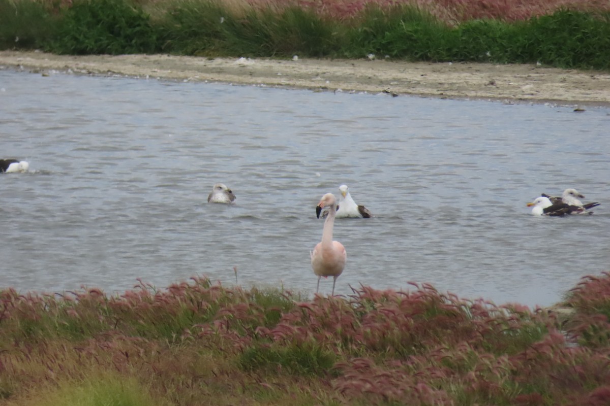 Chilean Flamingo - ML614407881