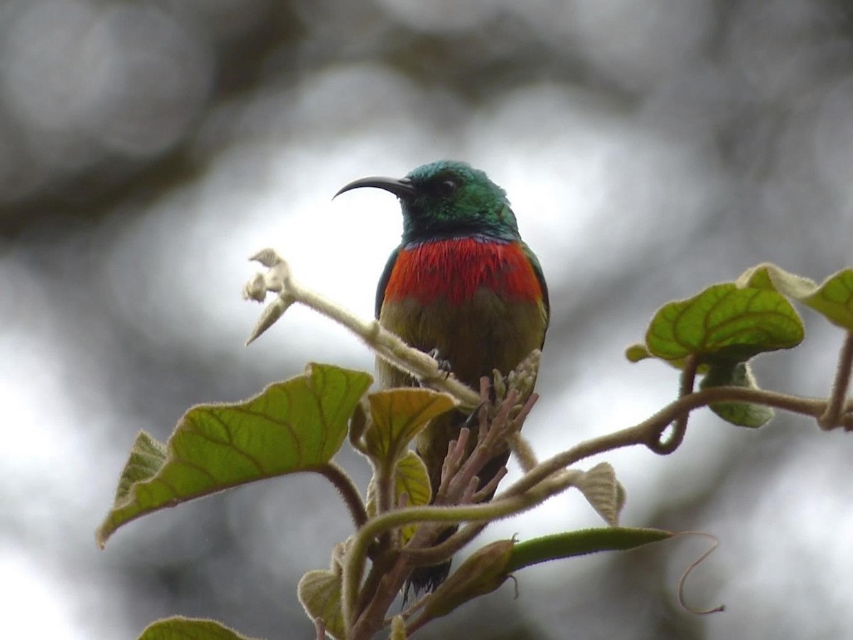 Füllebornnektarvogel - ML614407889