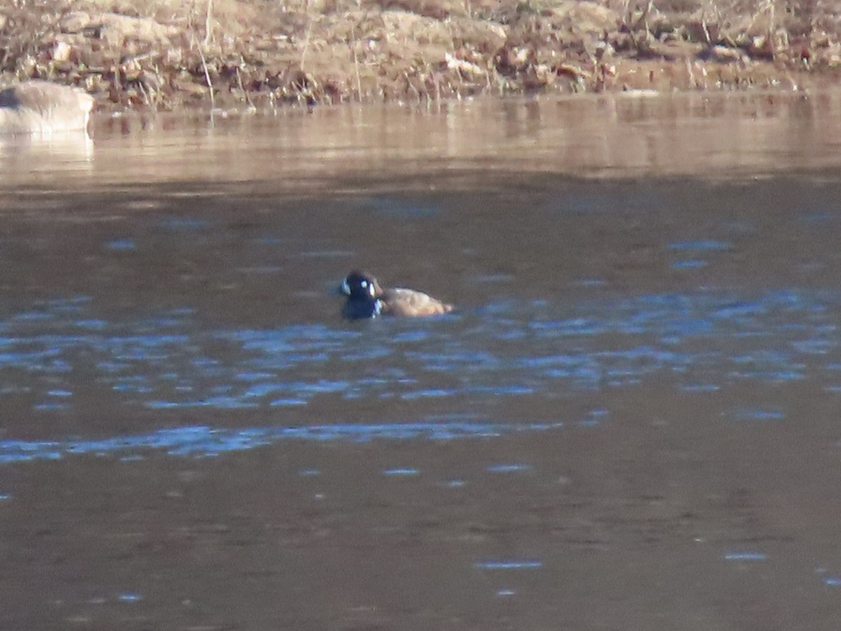 Harlequin Duck - ML614407926