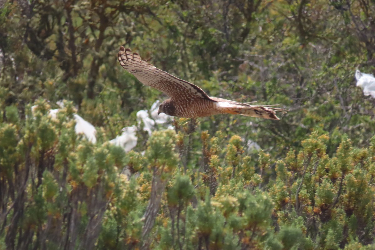 Cinereous Harrier - Lior Dor