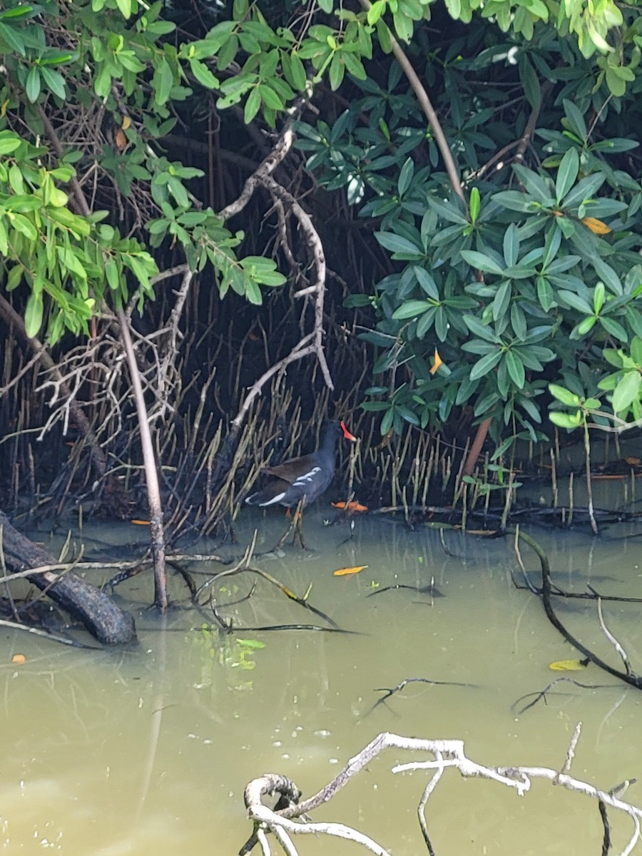 Common Gallinule - ML614407965
