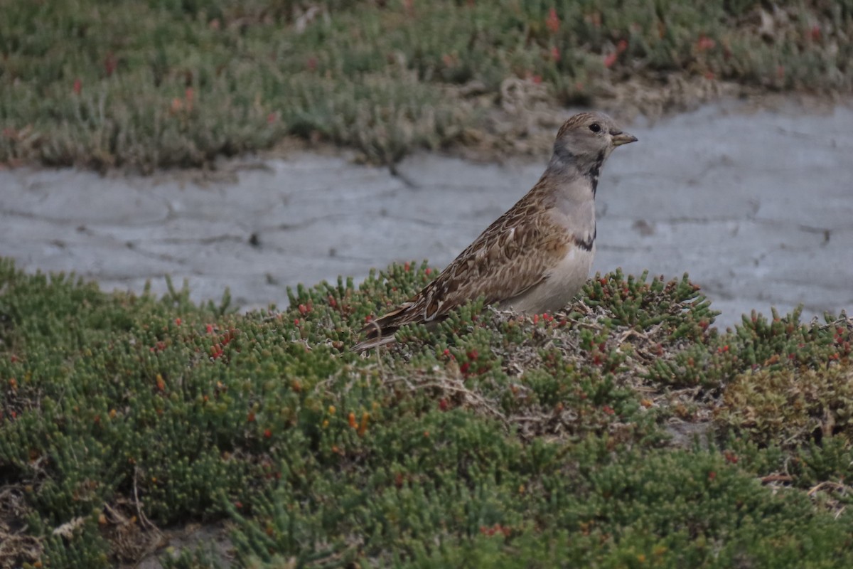 Least Seedsnipe - Lior Dor