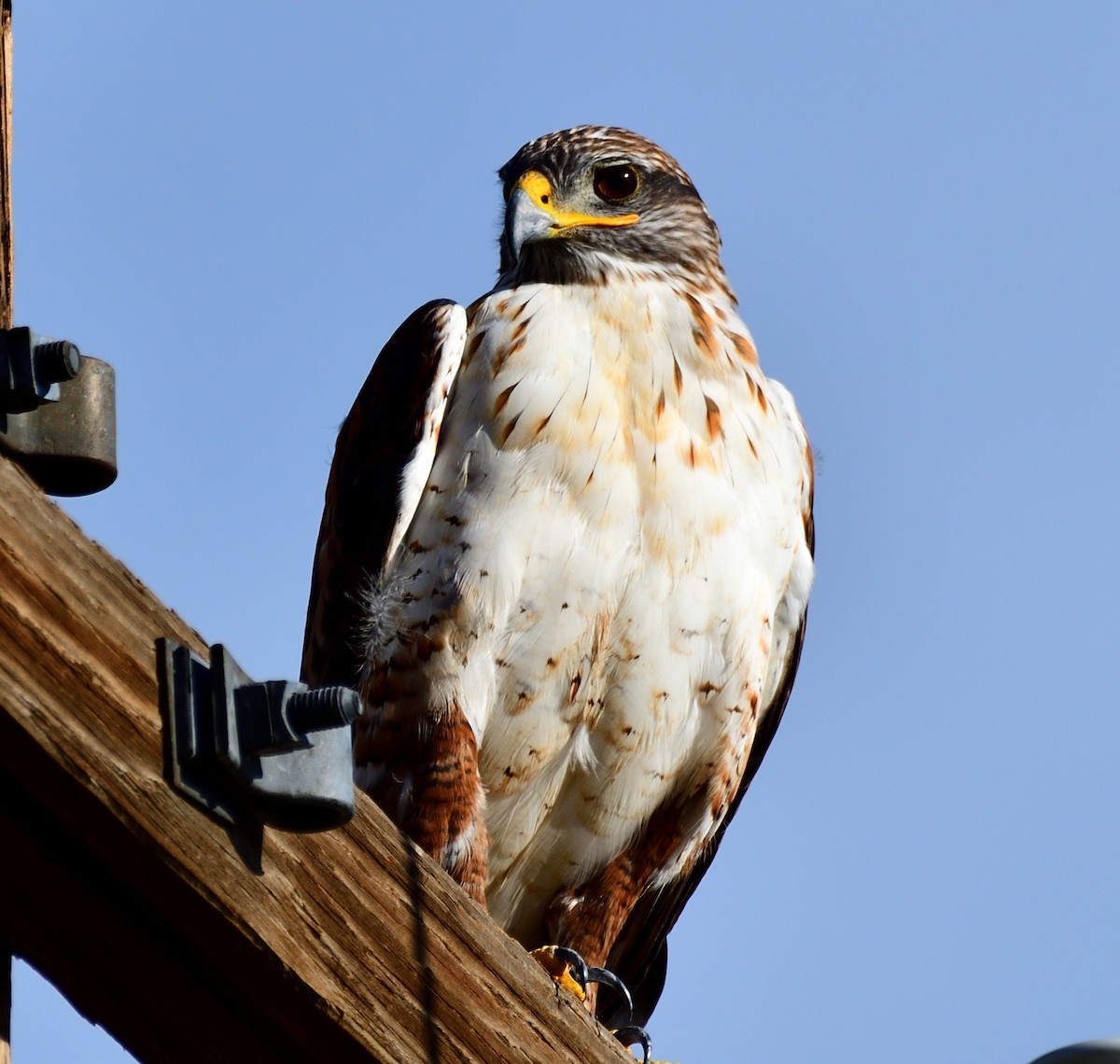 Ferruginous Hawk - ML614407990