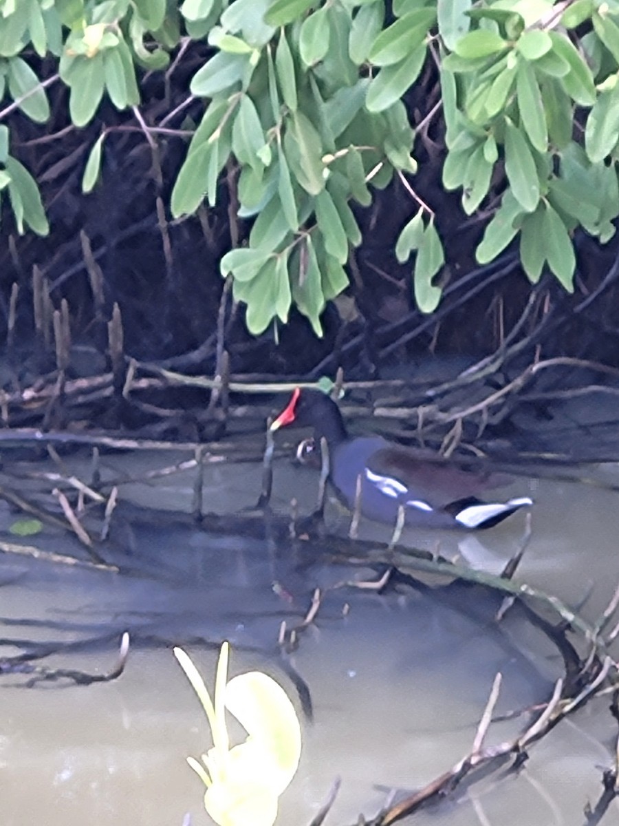 Common Gallinule - ML614407995