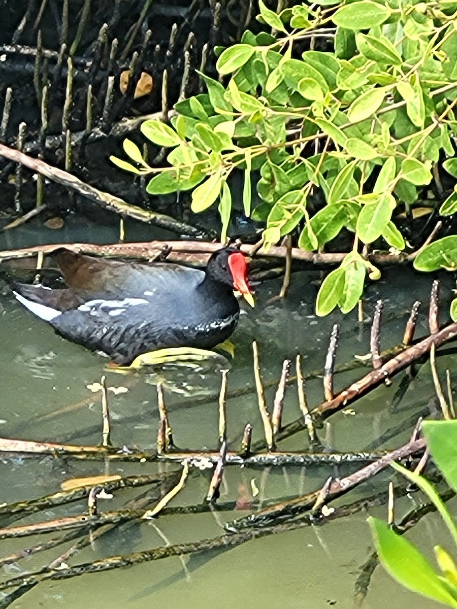 Common Gallinule - ML614407996