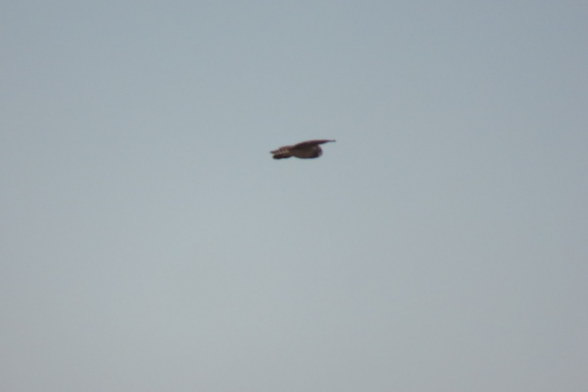 Short-eared Owl (South American) - Lior Dor