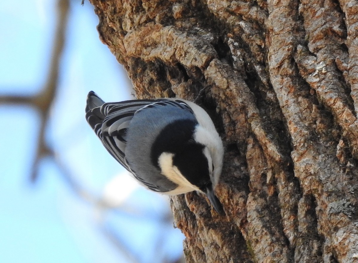 White-breasted Nuthatch - Laura Tappan