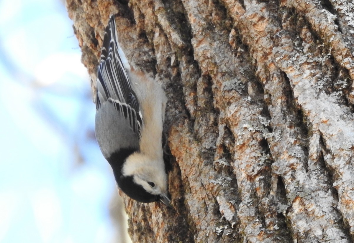 White-breasted Nuthatch - ML614408012