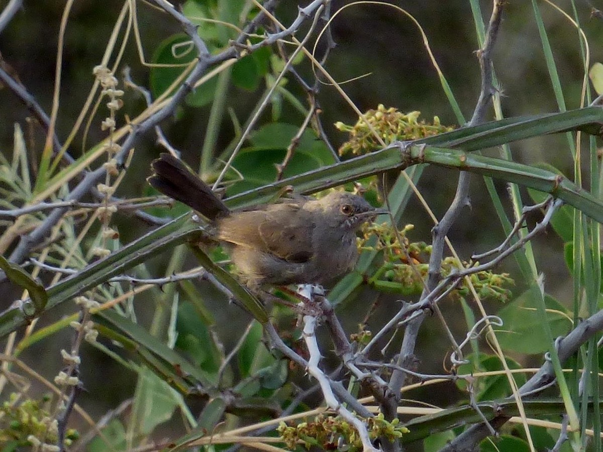 Gray Wren-Warbler - Barry Reed