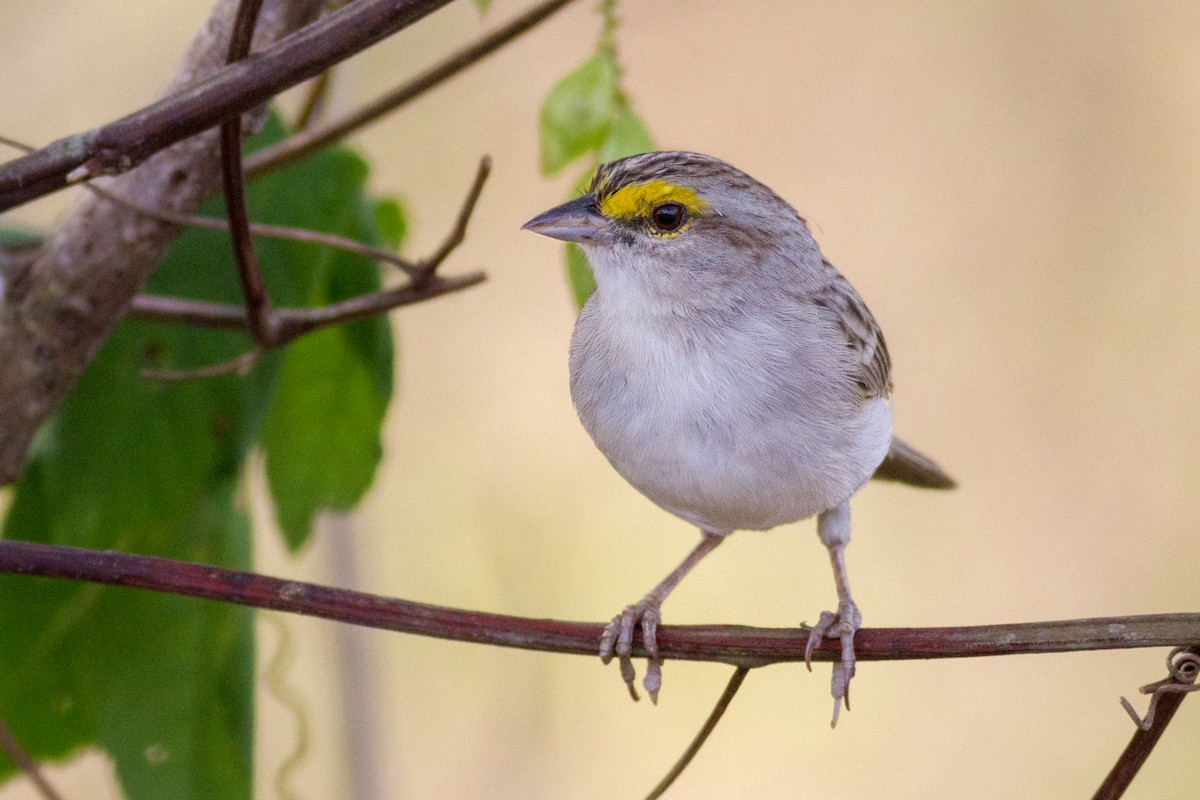 Yellow-browed Sparrow - Oswaldo Hernández Sánchez