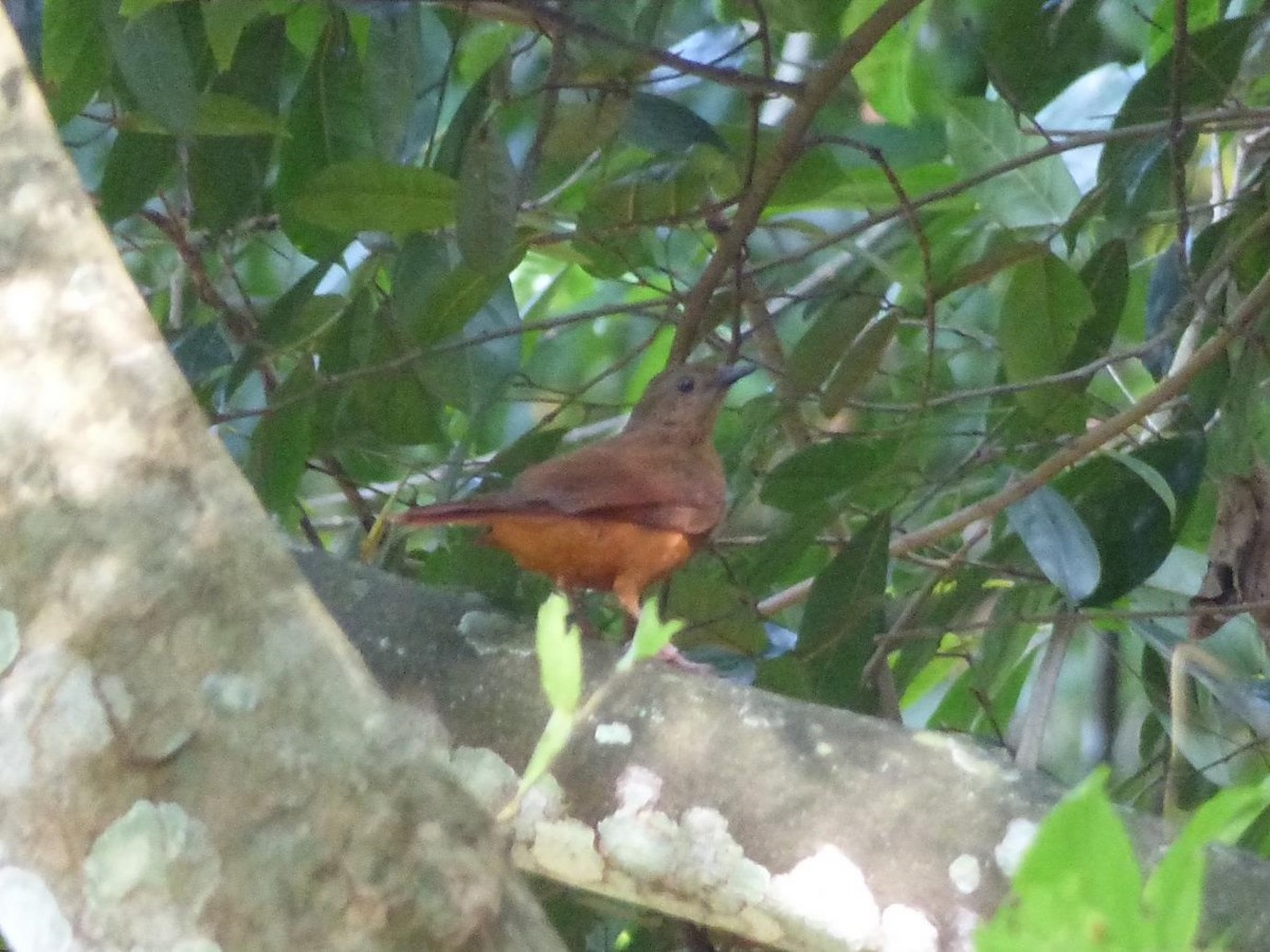 Red-tailed Ant-Thrush - ML614408184