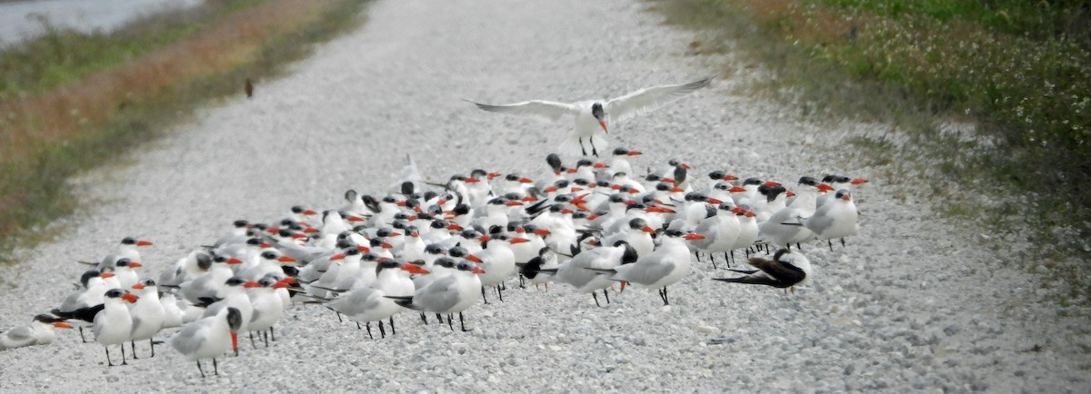 Caspian Tern - Mark Penkower