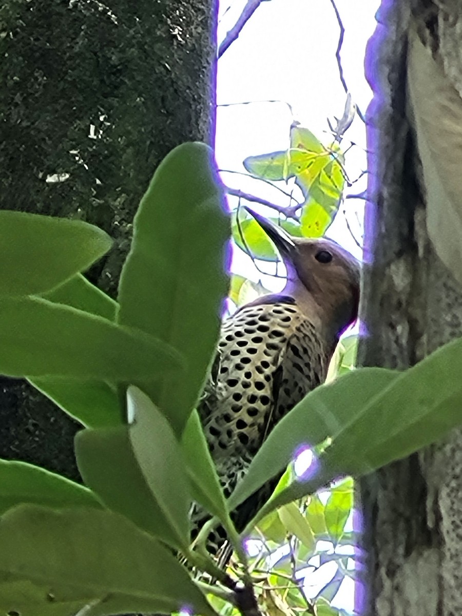 Northern Flicker - ML614408208
