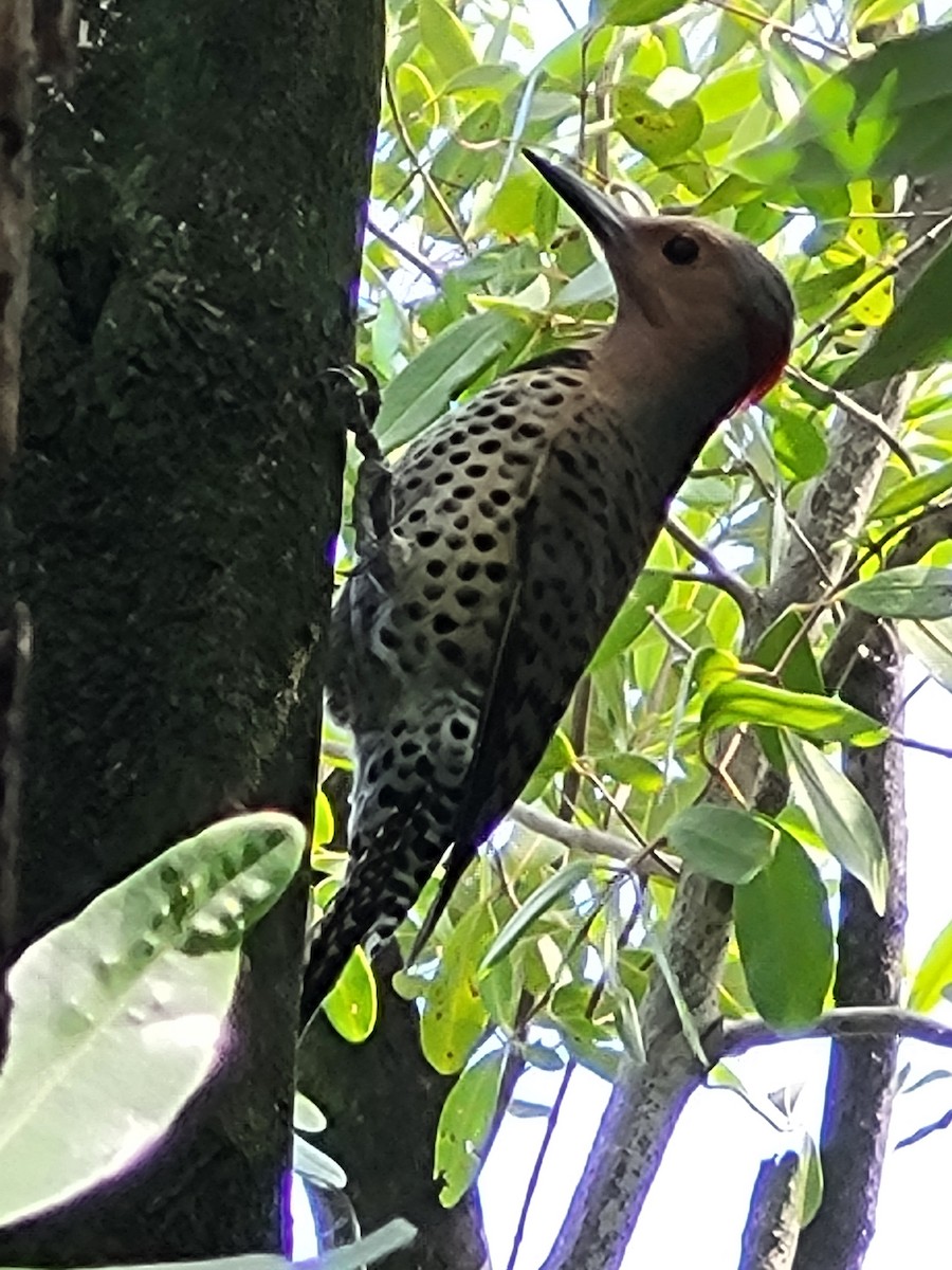 Northern Flicker - ML614408209