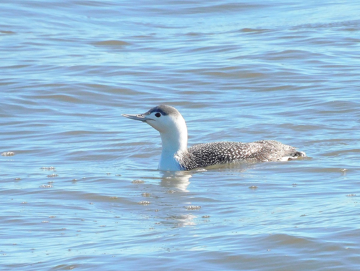 Red-throated Loon - ML614408289