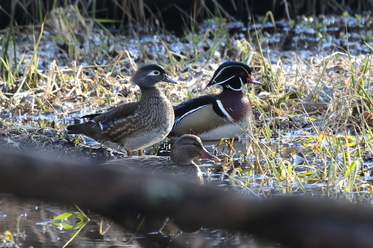 Wood Duck - ML614408354