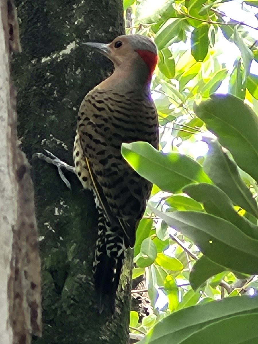 Northern Flicker - ML614408358