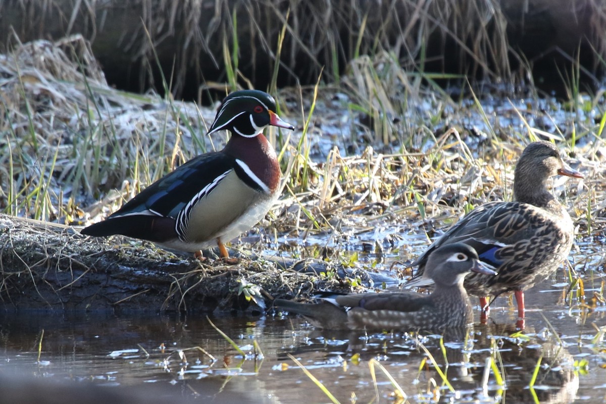 Wood Duck - ML614408366