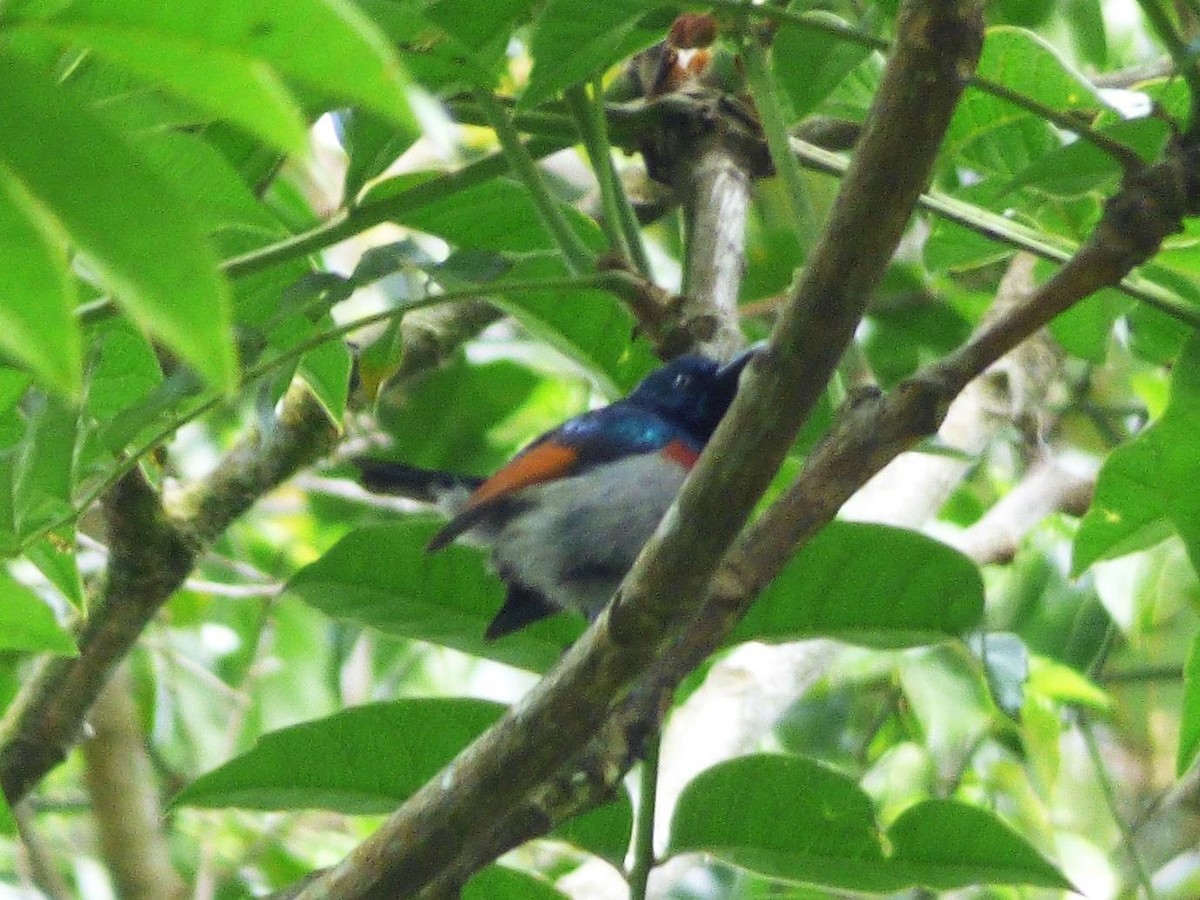 Rufous-winged Sunbird - ML614408380