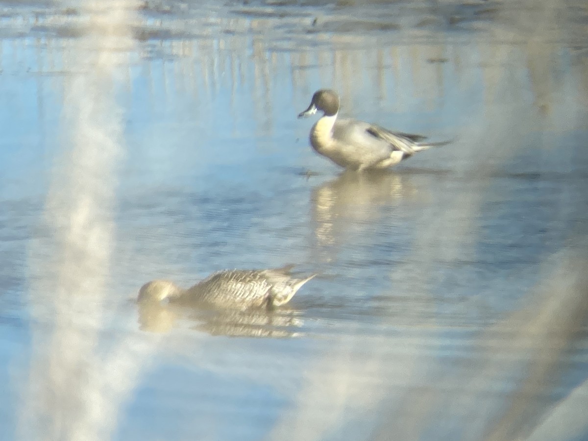 Northern Pintail - ML614408401