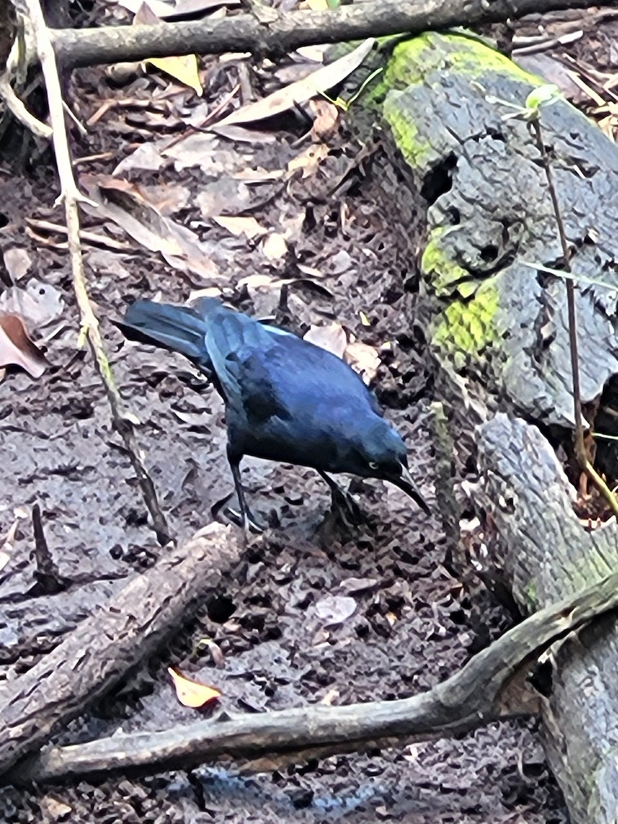Greater Antillean Grackle - ML614408427