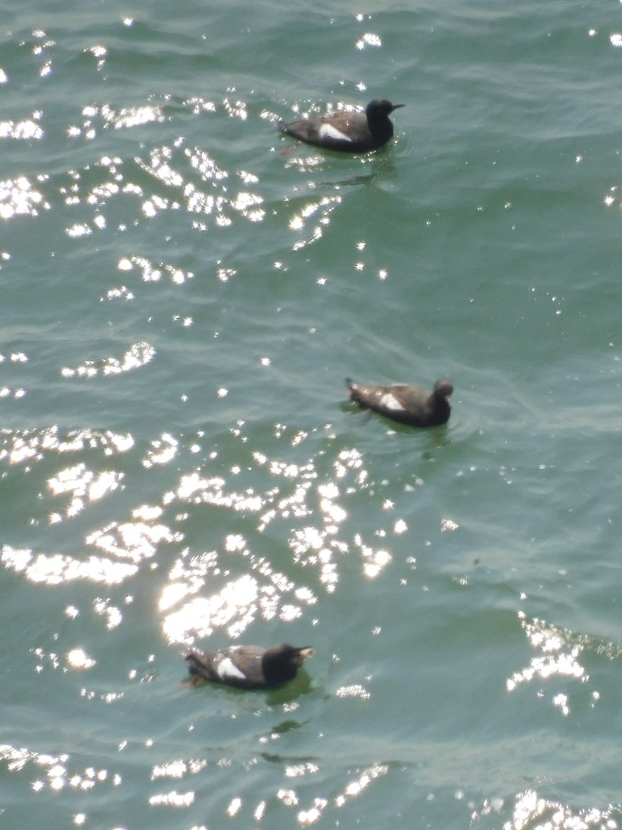 Pigeon Guillemot - ML614408436