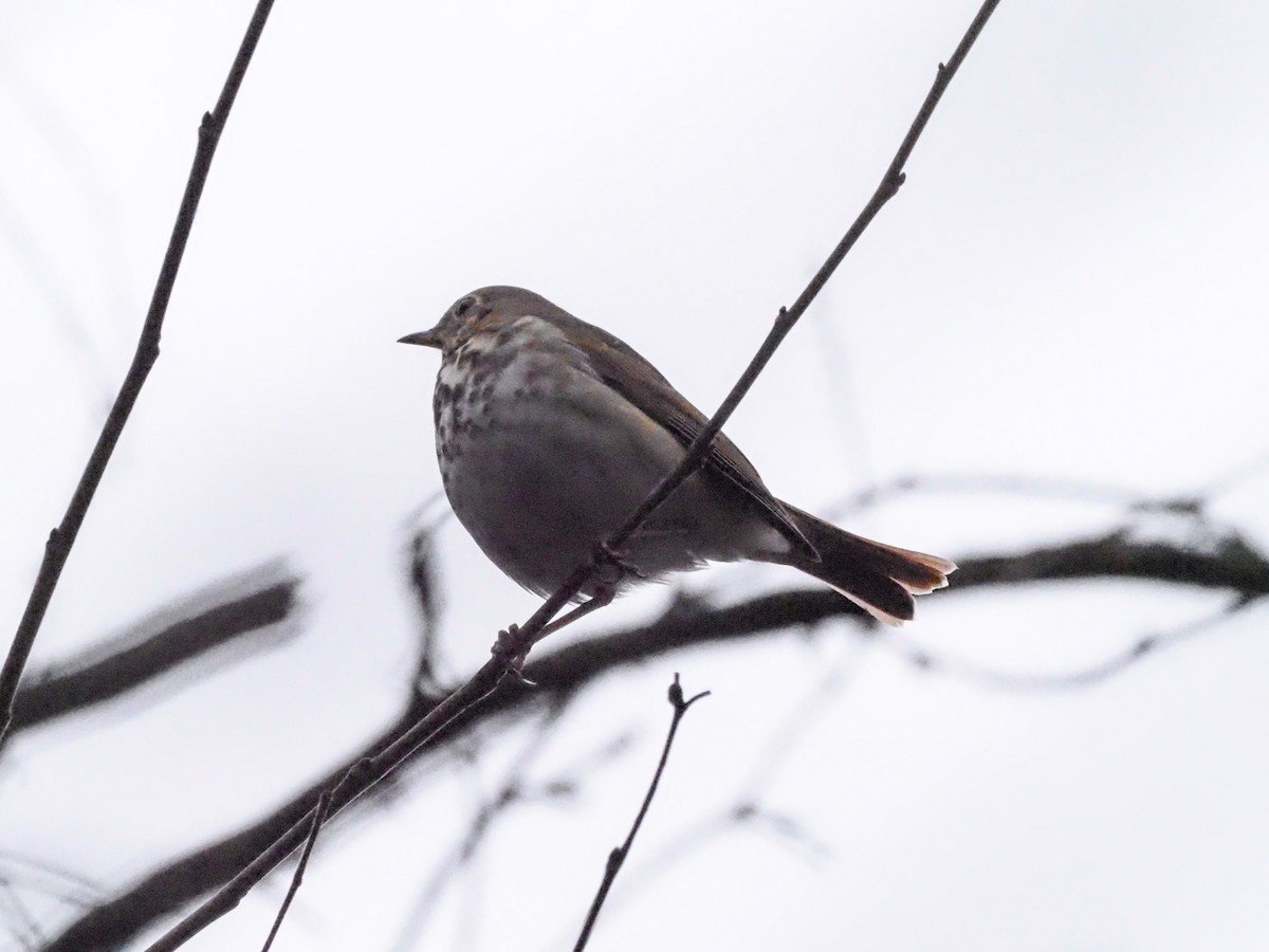 Hermit Thrush - ML614408545