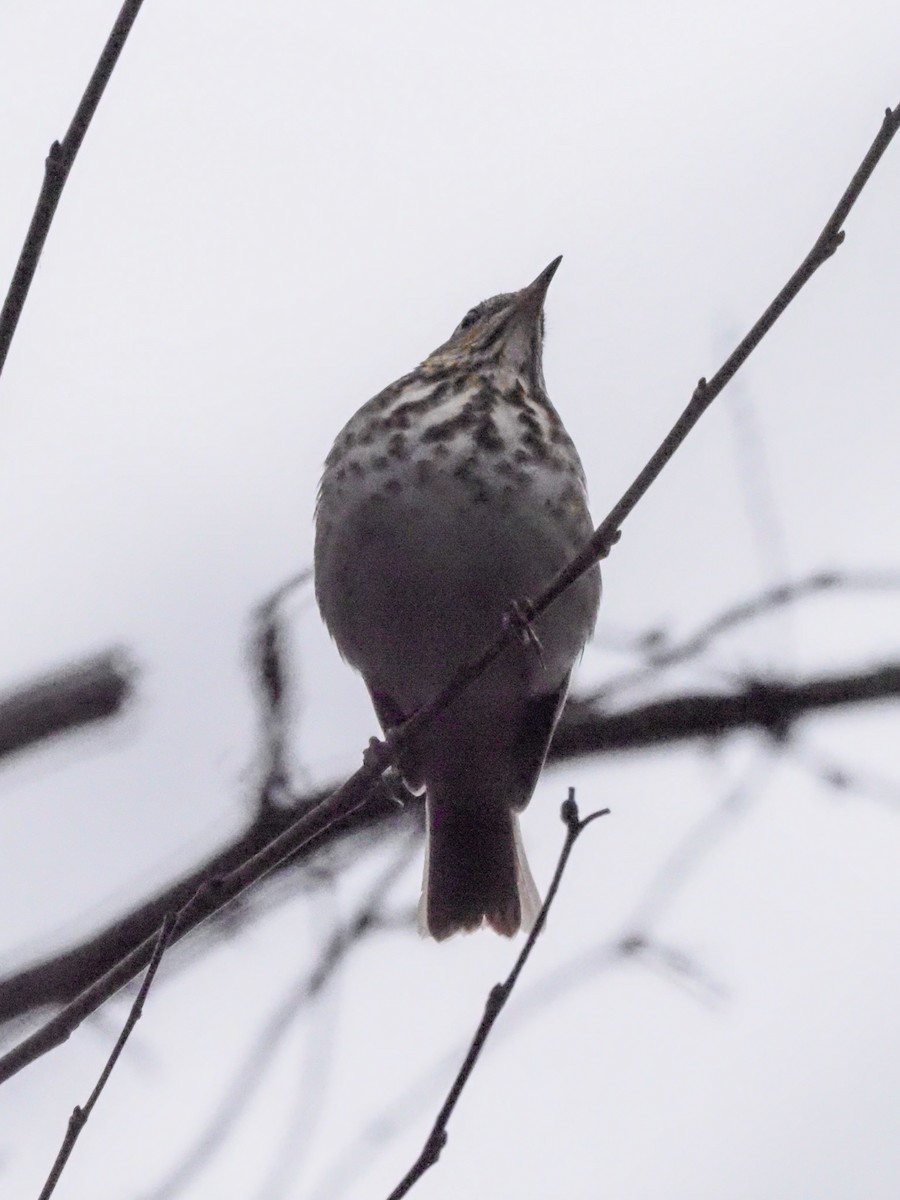 Hermit Thrush - ML614408546