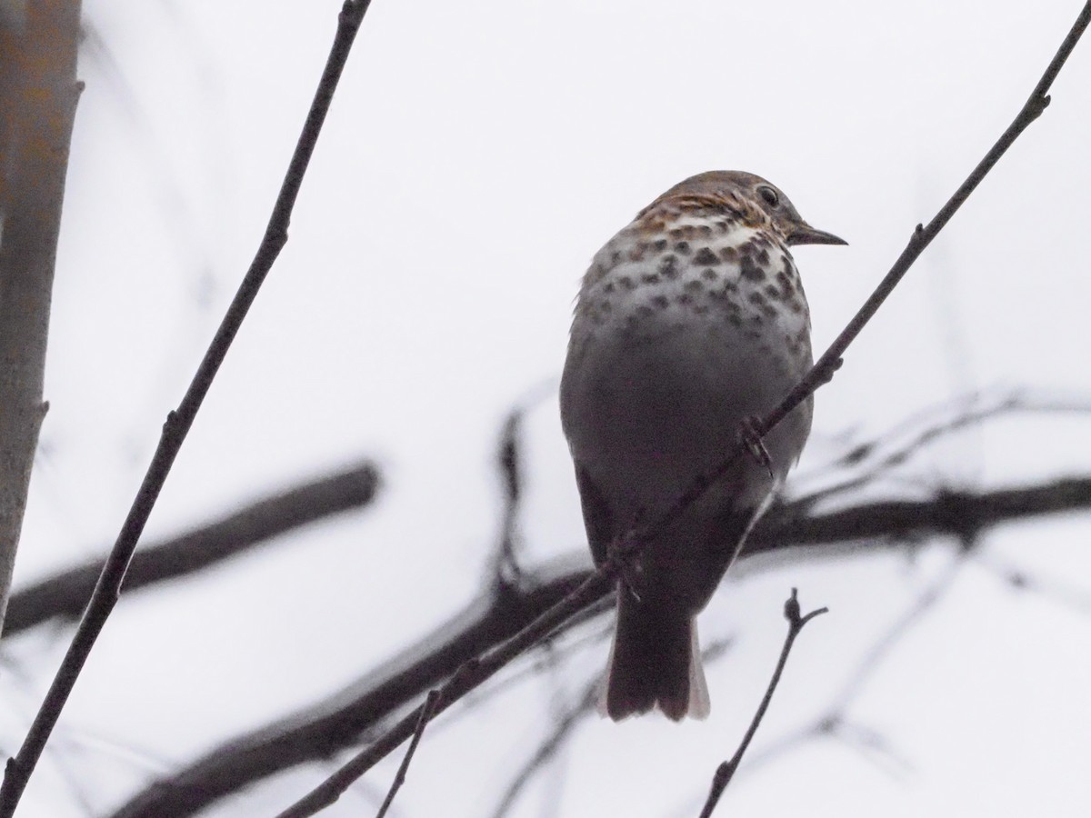 Hermit Thrush - ML614408547