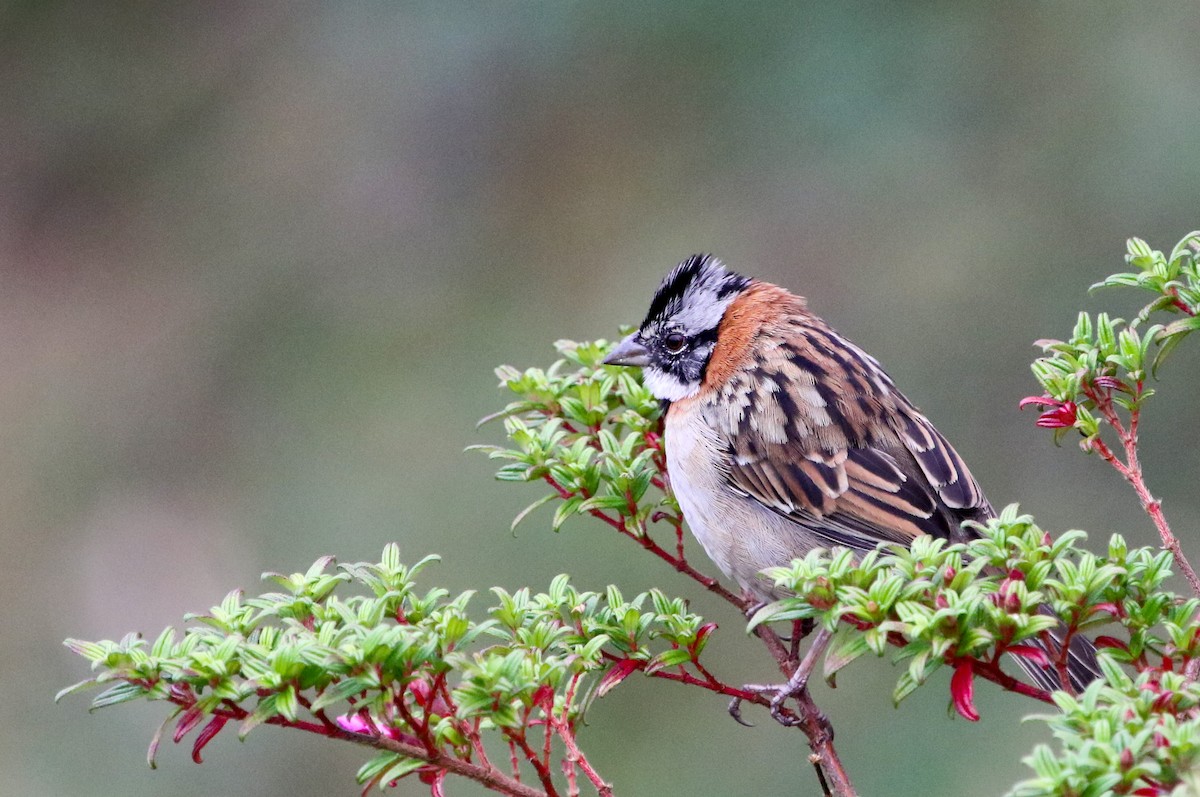 Rufous-collared Sparrow - ML614408548
