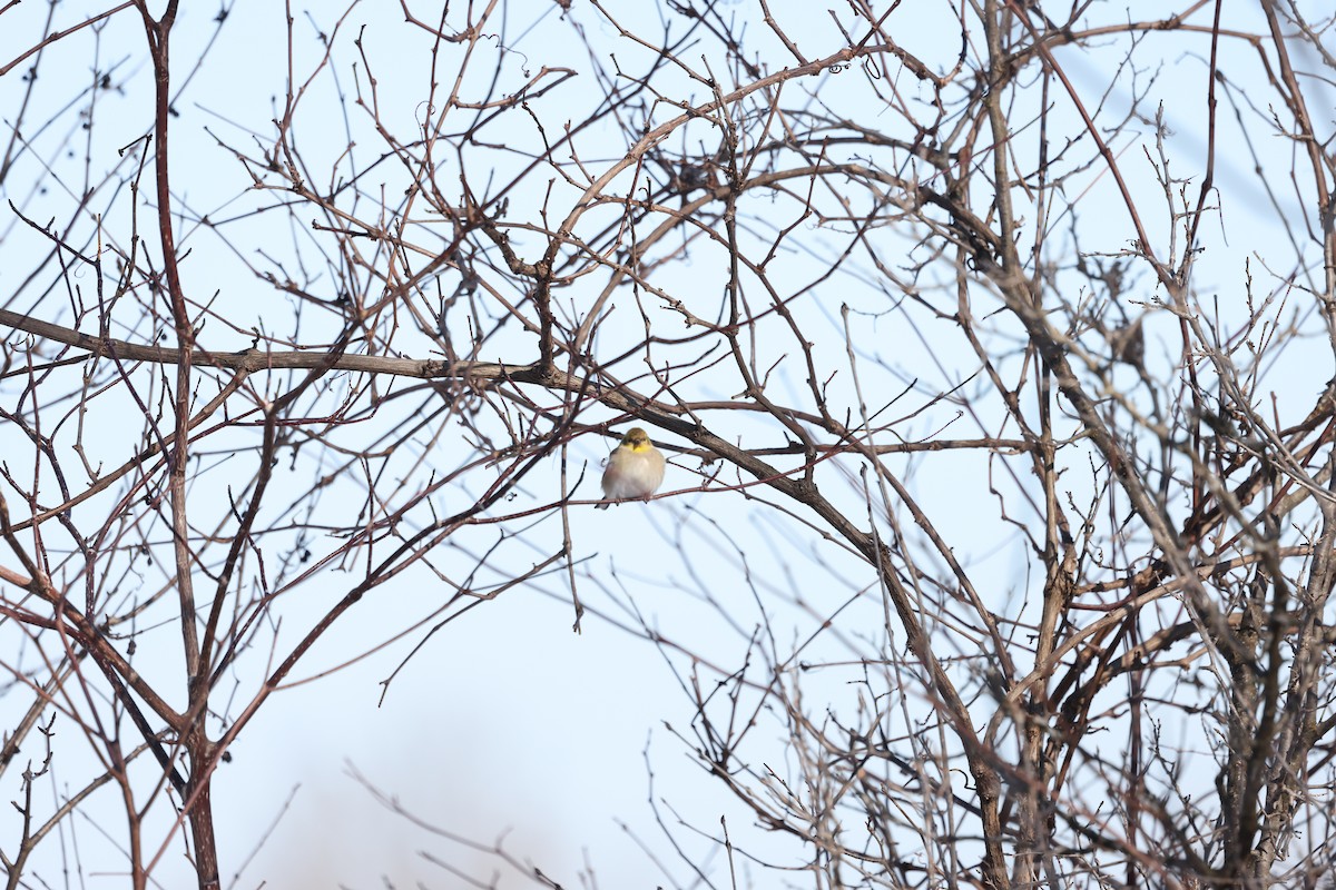 American Goldfinch - ML614408553