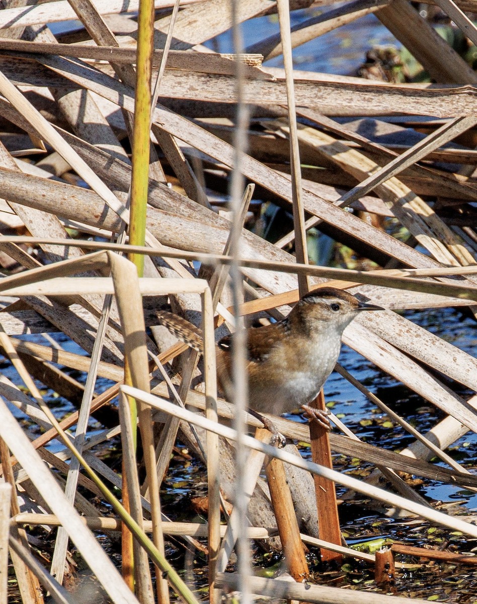 Marsh Wren - Katie Idzik & Richie Barber