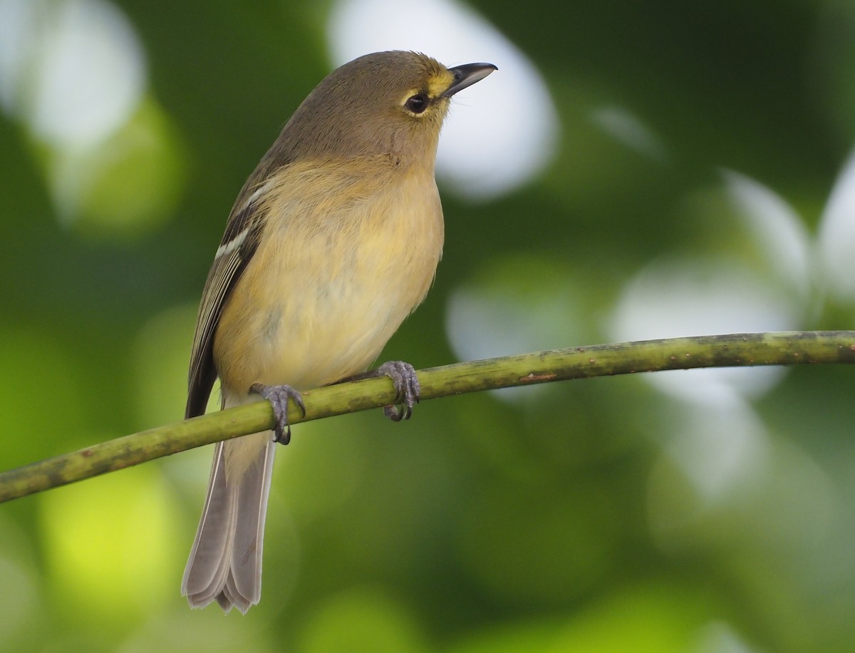 Thick-billed Vireo - ML614408590