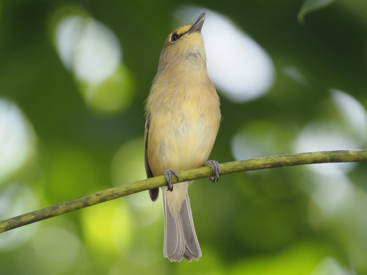 Thick-billed Vireo - Stephan Lorenz