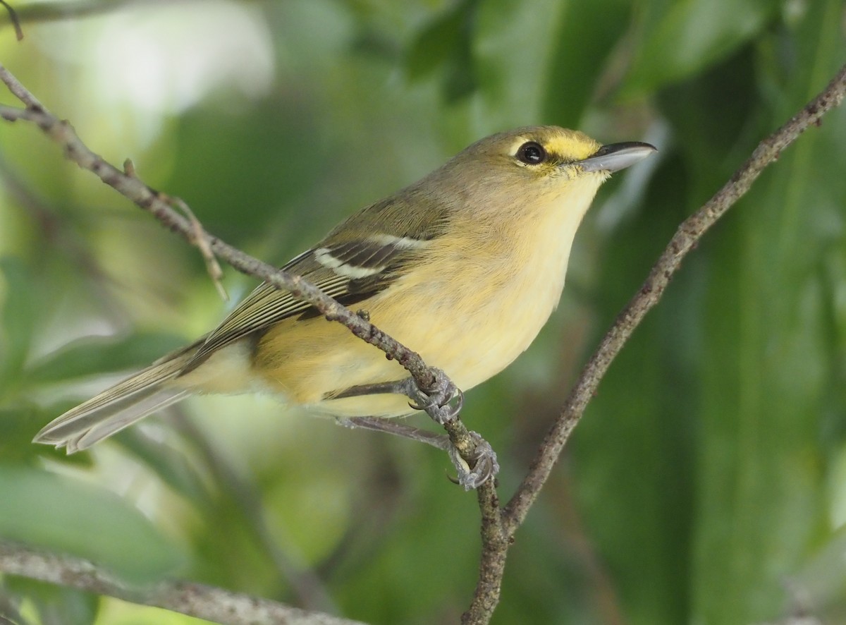 Thick-billed Vireo - ML614408636