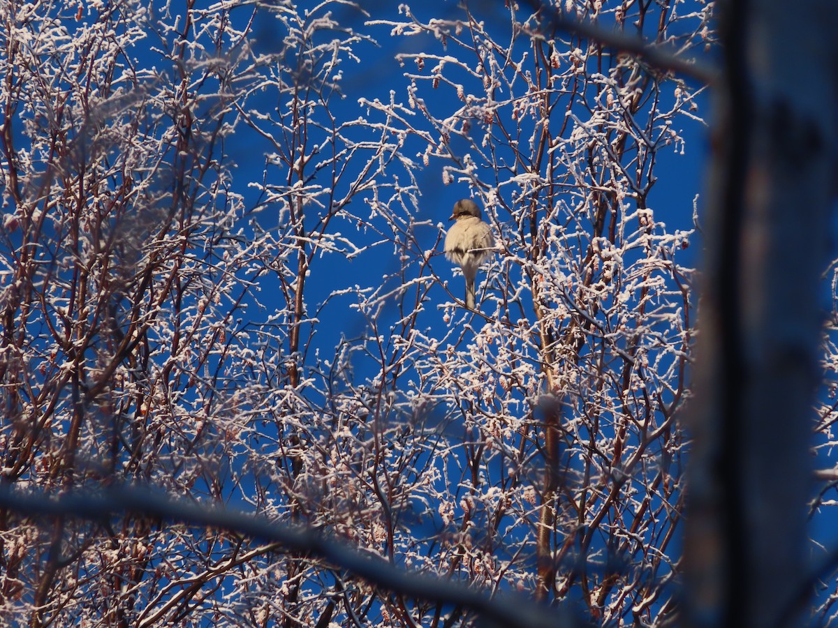 Northern Shrike - ML614408662