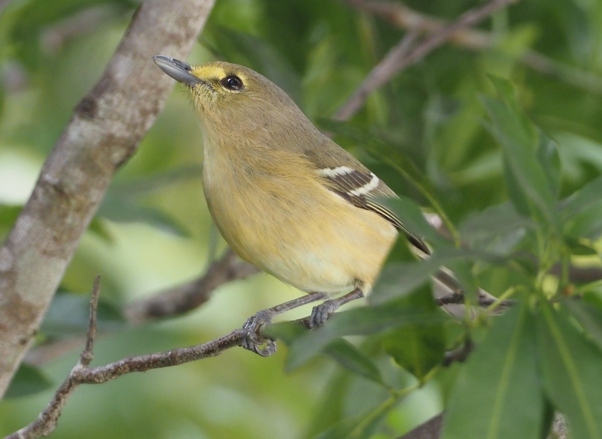 Thick-billed Vireo - ML614408667